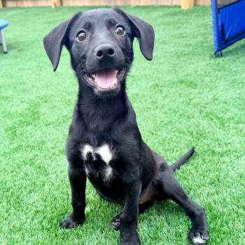 Jane -  Shepherd Dog for Adoption in La Grange, Kentucky - Jane | PetCurious