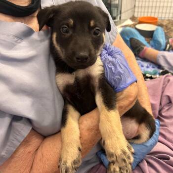 Chopin -  Mixed Breed Dog for Adoption in Wheeling, Illinois - Chopin | PetCurious