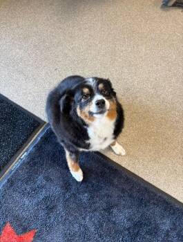 Rescue Aussiedoodle Dogs for Adoption in Terre Haute, Indiana - Sydney | PetCurious