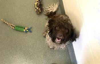 CHOWDER -  Cocker Spaniel Dog for Adoption in Fort Lauderdale, Florida - CHOWDER | PetCurious