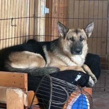 Bjorn -  German Shepherd Dog Dog for Adoption in Colorado Springs, Colorado - Bjorn | PetCurious
