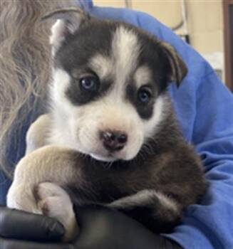 Siberian Husky and Mixed Breed Dogs Available for Adoption - A878492 | PetCurious