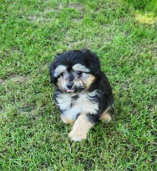 Aussiedoodle Dogs Available for Adoption in Liberty Center, Ohio - Cricket | PetCurious