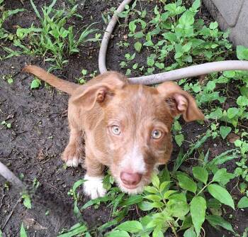 Zigmund MV14499-T -  Wirehaired Dachshund Dog for Adoption in Missouri City, Texas - Zigmund MV14499-T | PetCurious
