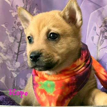 Chow Chow and Shepherd Dogs Available for Adoption - Hope Faith | PetCurious