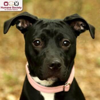 Violet -  Black Labrador Retriever Dog for Adoption in Hudson, New Hampshire - Violet | PetCurious