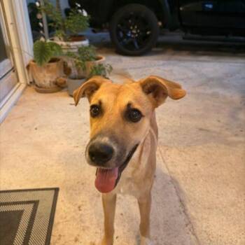 Nacho -  Mixed Breed Dog for Adoption in Sunderland, Ontario - Nacho | PetCurious