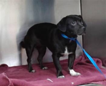 Chihuahua and Mixed Breed Dogs Available for Adoption in Salinas, California - SONYA | PetCurious