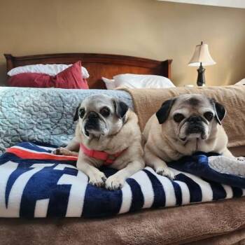 Pug Dogs Available for Adoption in Pelham, Massachusetts - Pretty Girl & Shiner (BONDED PAIR) | PetCurious
