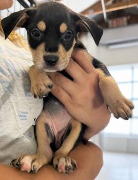 Samantha2 -  German Shepherd Dog Dog for Adoption in Colorado Springs, Colorado - Samantha2 | PetCurious