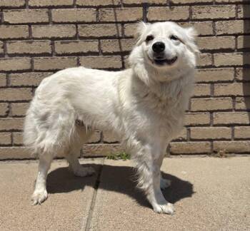 Rescue Great Pyrenees and Australian Shepherd Dogs for Adoption in Columbus, Nebraska - Millie | PetCurious