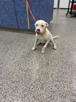 A137212 -  Mixed Breed Dog for Adoption in Palmetto, Florida - A137212 | PetCurious