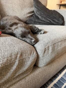 Lily -  Rottweiler and Great Pyrenees Dog for Adoption in Denver, Colorado - Lily | PetCurious