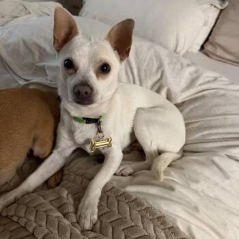 Tankie Pankie -  Chihuahua and Rat Terrier Dog for Adoption in Lakeport, California - Tankie Pankie | PetCurious
