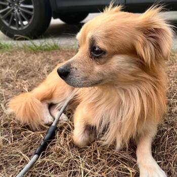 Peanut -  Pomeranian and Chihuahua Dog for Adoption in Lakewood Ranch, Florida - Peanut | PetCurious