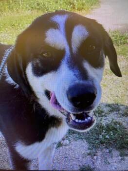 Rescue Great Pyrenees Dogs for Adoption in Dixon, Illinois - CASH | PetCurious