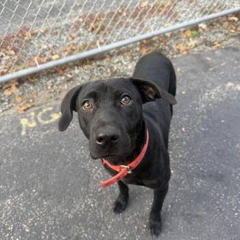 Rescue Labrador Retriever Dogs for Adoption in Cranston, Rhode Island - HUCK | PetCurious