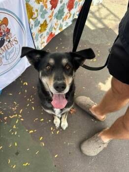 Anakin -  Husky and German Shepherd Dog Dog for Adoption in Guelph, Ontario - Anakin | PetCurious