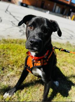 Hutch -  Black Labrador Retriever Dog for Adoption in Portland, Maine - Hutch | PetCurious