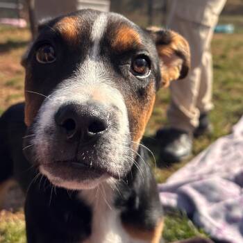 Rescue German Shepherd Dog Dogs for Adoption in York, Pennsylvania - All Time Low | PetCurious