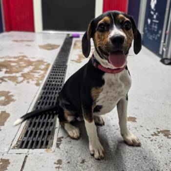 Sage -  Beagle Dog for Adoption in Newport, Tennessee - Sage | PetCurious