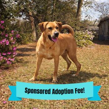 JJ -  Retriever and Mixed Breed Dog for Adoption - JJ | PetCurious