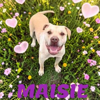 Maisie -  Labrador Retriever Dog for Adoption in Brockton, Massachusetts - Maisie | PetCurious