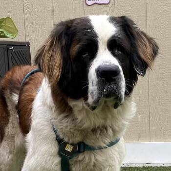 Ginny -  Saint Bernard and Mixed Breed Dog for Adoption in Binghamton, New York - Ginny | PetCurious