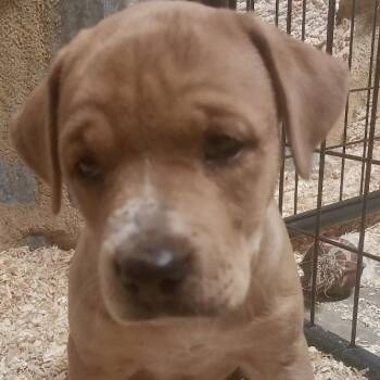 Hershey -  Labrador Retriever and Hound Dog for Adoption in Kim, Colorado - Hershey | PetCurious