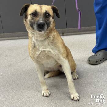 Shepherd Dogs Available for Adoption in Washington, District Of Columbia - Antebellum | PetCurious