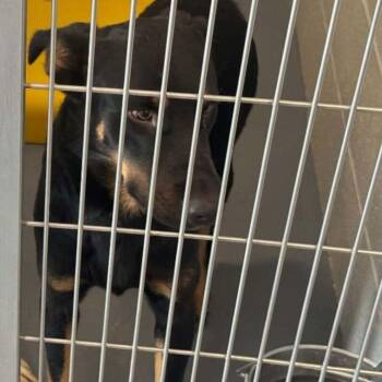 Pixel -  Shepherd Dog for Adoption in Kingman, Arizona - Pixel | PetCurious