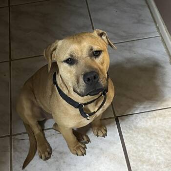 Trix -  Pit Bull Terrier Dog for Adoption in Martinez, California - Trix | PetCurious