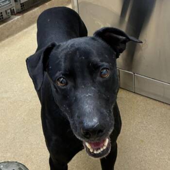 Frank -  Black Labrador Retriever Dog for Adoption in Corpus Christi, Texas - Frank | PetCurious