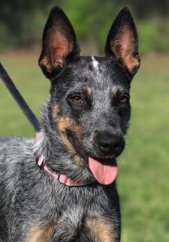 Atreyu -  Australian Cattle Dog Blue Heeler Dog for Adoption in North Fort Myers, Florida - Atreyu | PetCurious