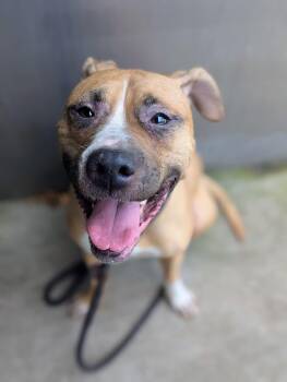 Svanasana -  Pit Bull Terrier Dog for Adoption in Chicago, Illinois - Svanasana | PetCurious