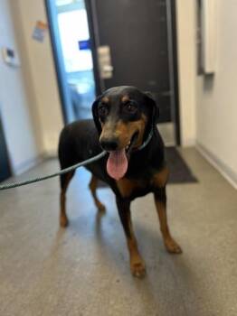 Twizzler -  Doberman Pinscher and Mixed Breed Dog for Adoption in Fresno, California - Twizzler | PetCurious