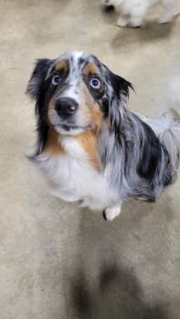 Australian Shepherd Dogs Available for Adoption - Beau | PetCurious
