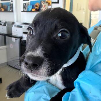 Terrier and Mixed Breed Dogs Available for Adoption - Huff | PetCurious