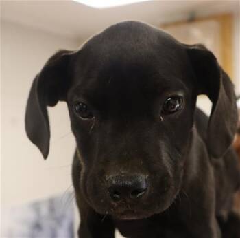 Mixed Breed Dogs Available for Adoption - SILKIE | PetCurious