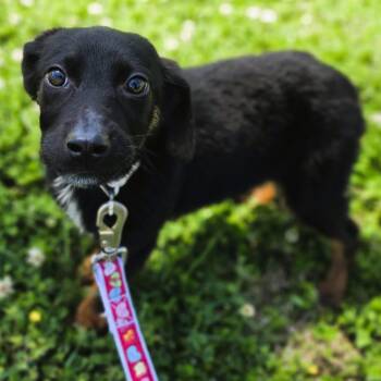 German Shepherd Dog Dogs Available for Adoption in Lowell, Arkansas - Scuffle | PetCurious