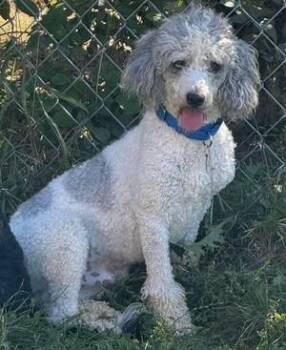 Rescue Poodle Dogs for Adoption in Gardiner, New York - Grayson | PetCurious