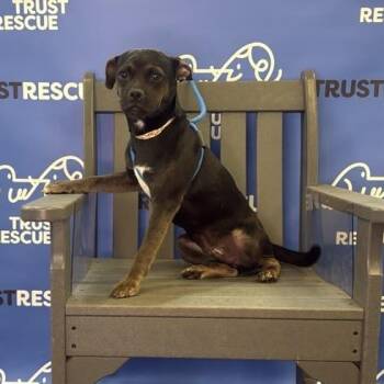 DANIEL -  Terrier Dog for Adoption in Waterford, New Jersey - DANIEL | PetCurious