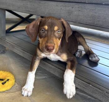 Maple (coming 9.12) -  Doberman Pinscher and Pit Bull Terrier Dog for Adoption in Boulder, Colorado - Maple (coming 9.12) | PetCurious