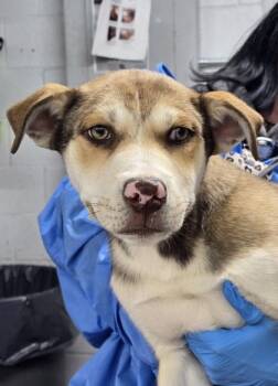 Husky and Mixed Breed Dogs Available for Adoption - Cam | PetCurious