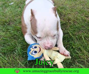 Juicy -  American Bulldog Dog for Adoption in Pensacola, Florida - Juicy | PetCurious
