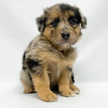 821 (2026) Rocky Road -  German Shepherd Dog and Australian Shepherd Dog for Adoption in Parker, Colorado - 821 (2026) Rocky Road | PetCurious