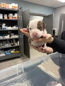 Mixed Breed Dogs Available for Adoption - Thistle | PetCurious