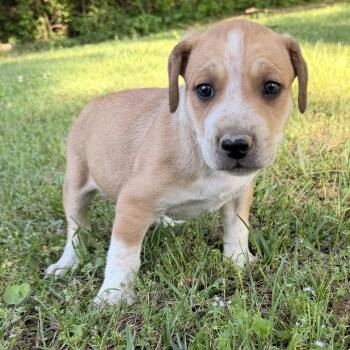 Hound and Australian Cattle Dog Blue Heeler Dogs Available for Adoption in Warrior, Alabama - Pebbles | PetCurious