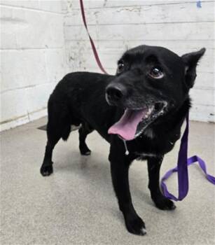 TIMMY -  Chihuahua and Mixed Breed Dog for Adoption in San Bernardino, California - TIMMY | PetCurious