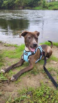 Zable -  Pit Bull Terrier Dog for Adoption in Germantown, Ohio - Zable | PetCurious